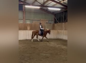 Tysk ridponny, Sto, 12 år, 143 cm, fux