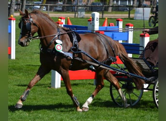 Tysk ridponny, Sto, 12 år, 148 cm, fux