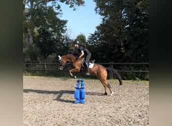 Deutsches Reitpony, Stute, 13 Jahre, 143 cm, Brauner