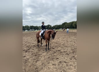 Deutsches Reitpony, Stute, 13 Jahre, 143 cm, Brauner