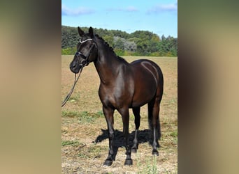 Tysk ridponny, Sto, 13 år, 148 cm, Svart