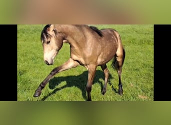 Tysk ridponny, Sto, 1 år, 144 cm, Gulbrun