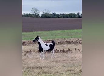 Tysk ridponny Blandning, Sto, 1 år, 160 cm, Pinto