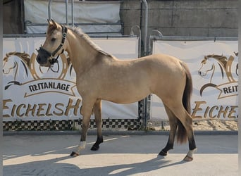 Tysk ridponny, Sto, 2 år, 140 cm, Gulbrun