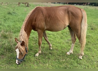 Tysk ridponny, Sto, 2 år, 143 cm