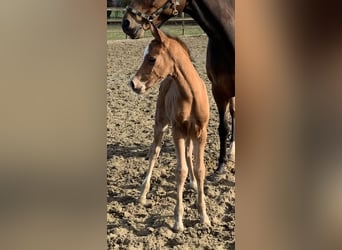 Tysk ridponny, Sto, 3 år, 147 cm, Brun