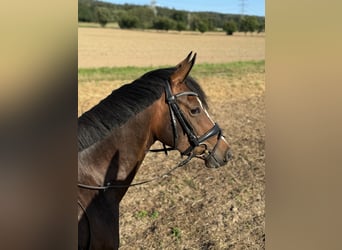 Tysk ridponny, Sto, 3 år, 153 cm, Brun