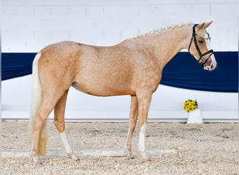 Deutsches Reitpony, Stute, 3 Jahre, 155 cm, Palomino