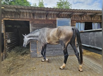 Tysk ridponny, Sto, 3 år, 170 cm, Grå-röd-brun