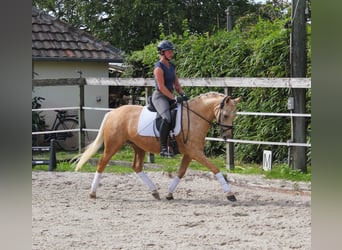 Tysk ridponny, Sto, 4 år, 146 cm, Palomino