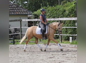 Tysk ridponny, Sto, 4 år, 146 cm, Palomino