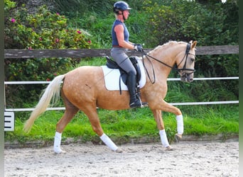Tysk ridponny, Sto, 4 år, 146 cm, Palomino
