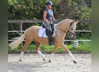 Tysk ridponny, Sto, 4 år, 146 cm, Palomino