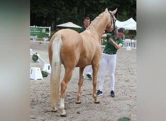 Tysk ridponny, Sto, 4 år, 146 cm, Palomino