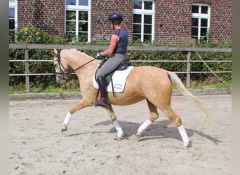Tysk ridponny, Sto, 4 år, 146 cm, Palomino