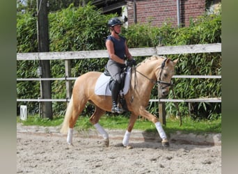 Tysk ridponny, Sto, 4 år, 146 cm, Palomino