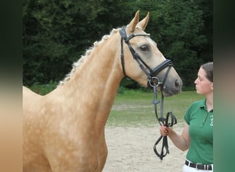 Tysk ridponny, Sto, 4 år, 146 cm, Palomino