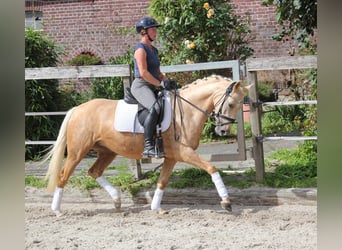 Tysk ridponny, Sto, 4 år, 146 cm, Palomino