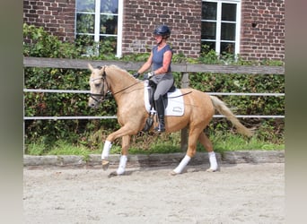 Tysk ridponny, Sto, 4 år, 146 cm, Palomino