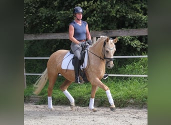 Tysk ridponny, Sto, 4 år, 146 cm, Palomino