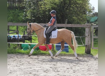 Tysk ridponny, Sto, 4 år, 146 cm, Palomino