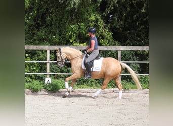 Tysk ridponny, Sto, 4 år, 146 cm, Palomino