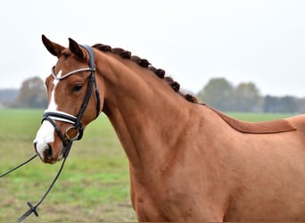 Tysk ridponny, Sto, 4 år, 147 cm, fux