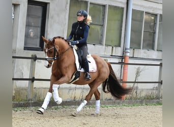 Tysk ridponny, Sto, 4 år, 147 cm, fux