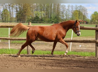 Tysk ridponny, Sto, 4 år, 147 cm, fux