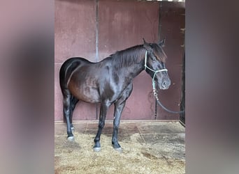 Tysk ridponny, Sto, 5 år, 136 cm, Svart