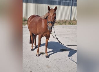 Tysk ridponny, Sto, 5 år, 147 cm, fux