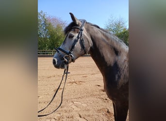 Deutsches Reitpony Blandning, Stute, 5 Jahre, 147 cm, Apfelschimmel