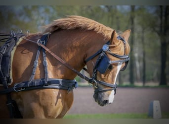 Tysk ridponny, Sto, 5 år, 148 cm, fux
