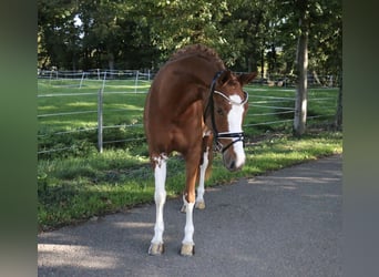 Deutsches Reitpony, Stute, 5 Jahre, 154 cm, Fuchs