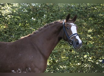 Deutsches Reitpony, Stute, 5 Jahre, 154 cm, Fuchs