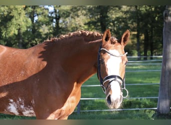 Deutsches Reitpony, Stute, 5 Jahre, 154 cm, Fuchs