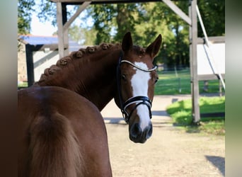 Deutsches Reitpony, Stute, 5 Jahre, 154 cm, Fuchs