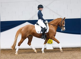 Tysk ridponny, Sto, 7 år, 145 cm, fux