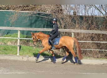 Tysk ridponny, Sto, 7 år, 147 cm, fux