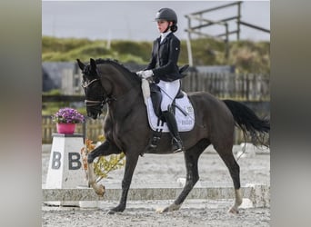 Tysk ridponny, Sto, 7 år, 148 cm, Svart