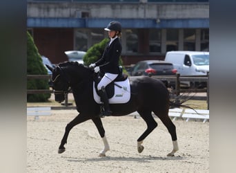 Tysk ridponny, Sto, 7 år, 148 cm, Svart