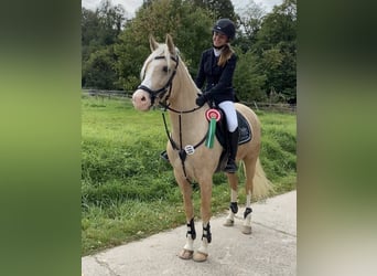 Tysk ridponny, Sto, 7 år, 158 cm, Palomino