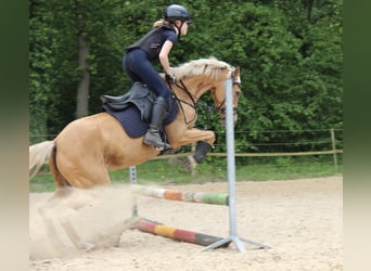 Tysk ridponny, Sto, 8 år, 138 cm, Palomino