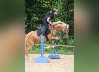 Tysk ridponny, Sto, 8 år, 138 cm, Palomino