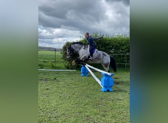 Tysk ridponny Blandning, Sto, 9 år, 120 cm, Brunskimmel