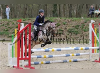 Tysk ridponny Blandning, Sto, 9 år, 120 cm, Brunskimmel