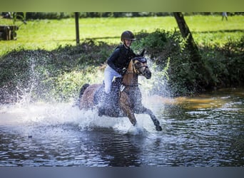 Tysk ridponny, Sto, 9 år, 136 cm, Black