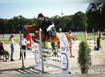 Tysk ridponny, Sto, 9 år, 140 cm, fux