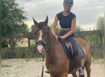 Deutsches Reitpony, Stute, 9 Jahre, 145 cm, Brauner