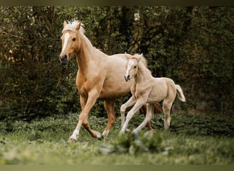 Tysk ridponny, Sto, Föl (03/2024), 103 cm, Palomino